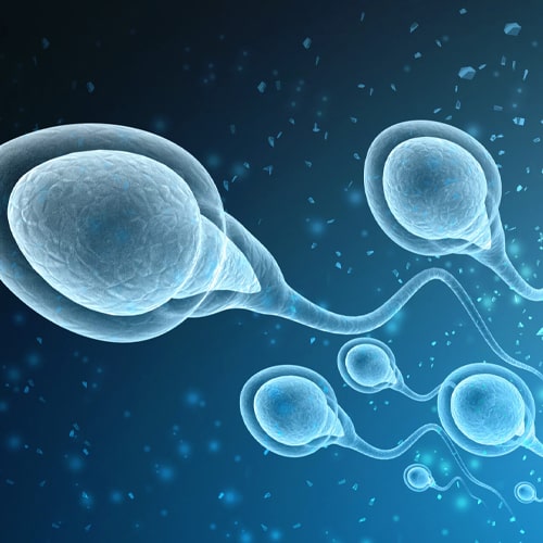 Male – Low spermcount